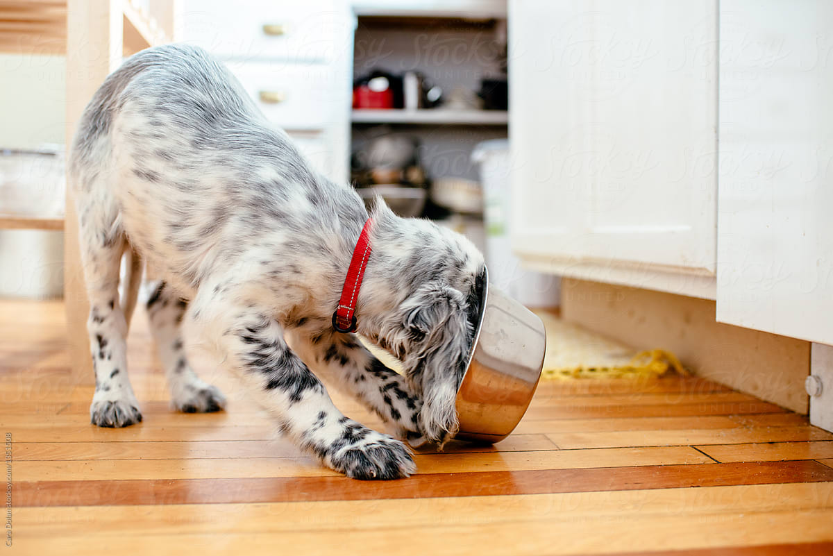 Puppy Eating Dog Food from a Metal Bowl in the Kitchen