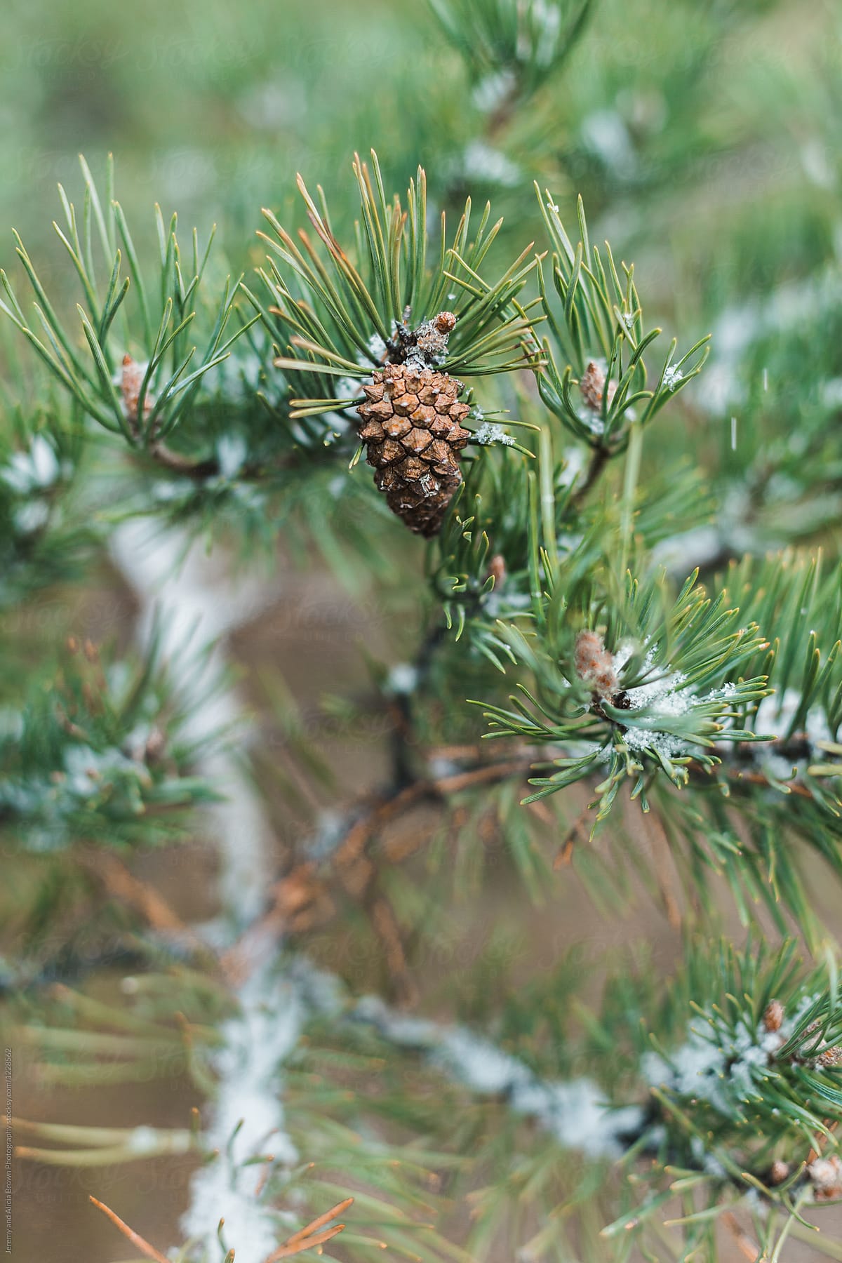 Pine tree branch with pine cone and snow