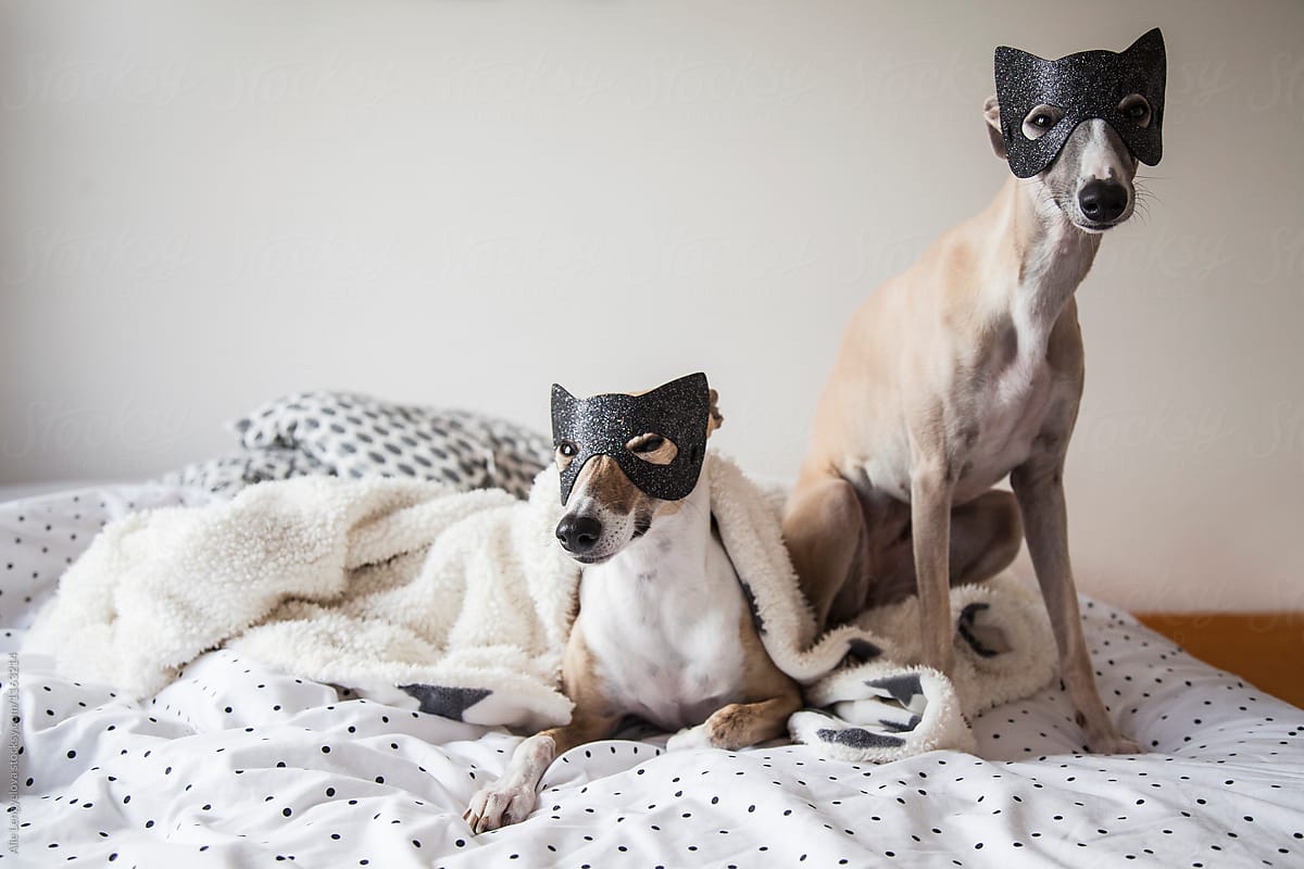 Two Whippets with Funny&Scary Mask