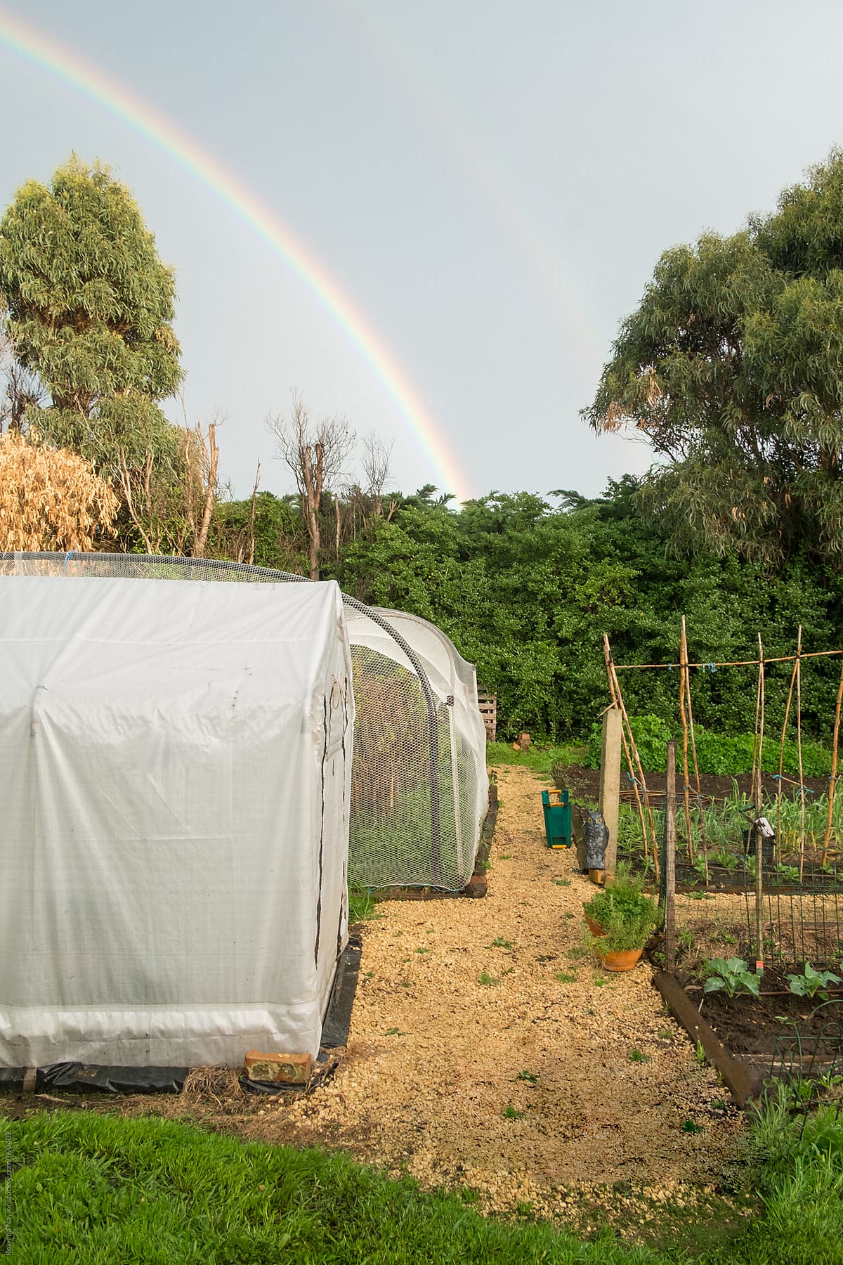 Rustic veggie garden with hothouse and rainbow in background