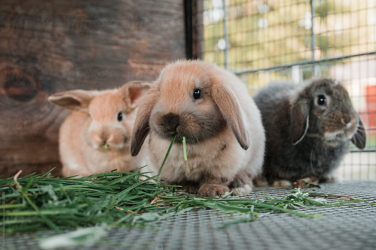 Cute bunnie eating grass.