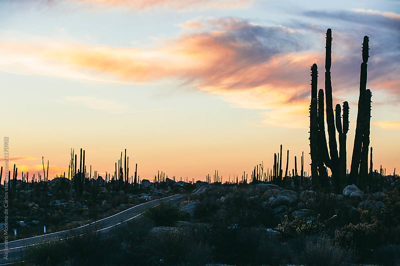 View of cactus and road in the desert at sunset