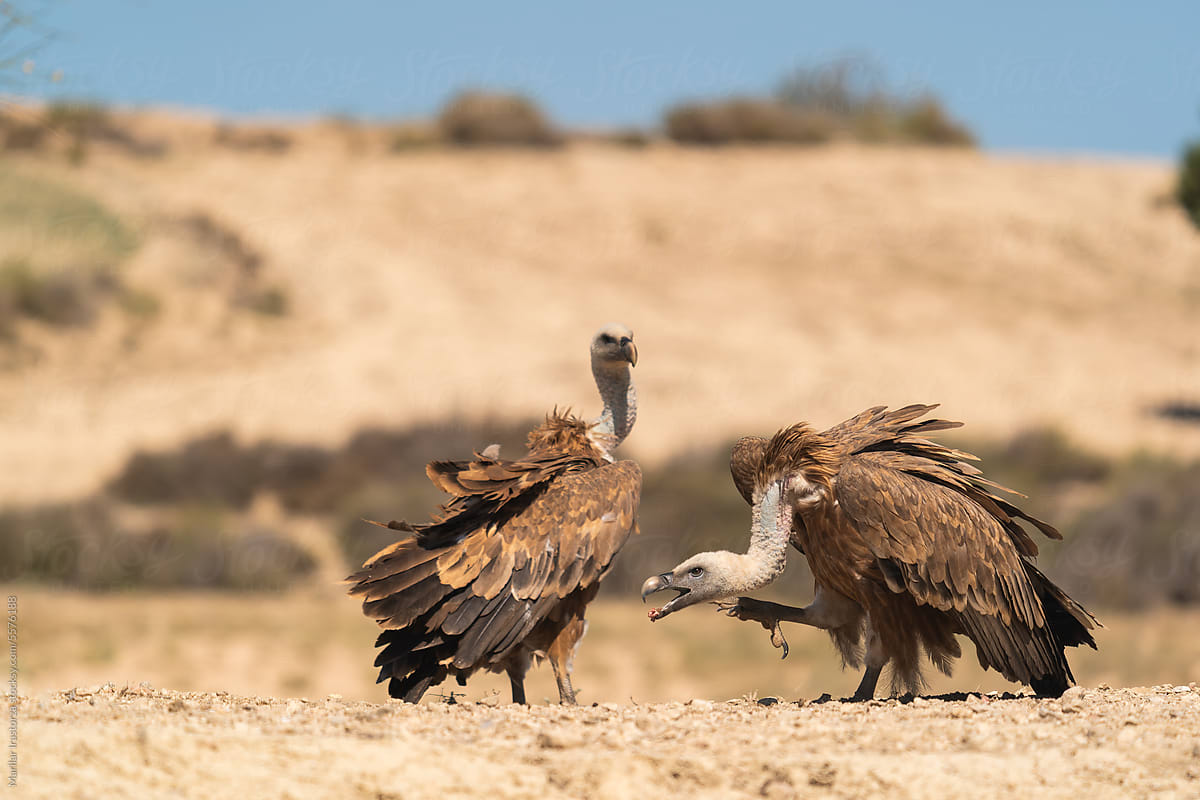 Griffon Vultures In Badlands