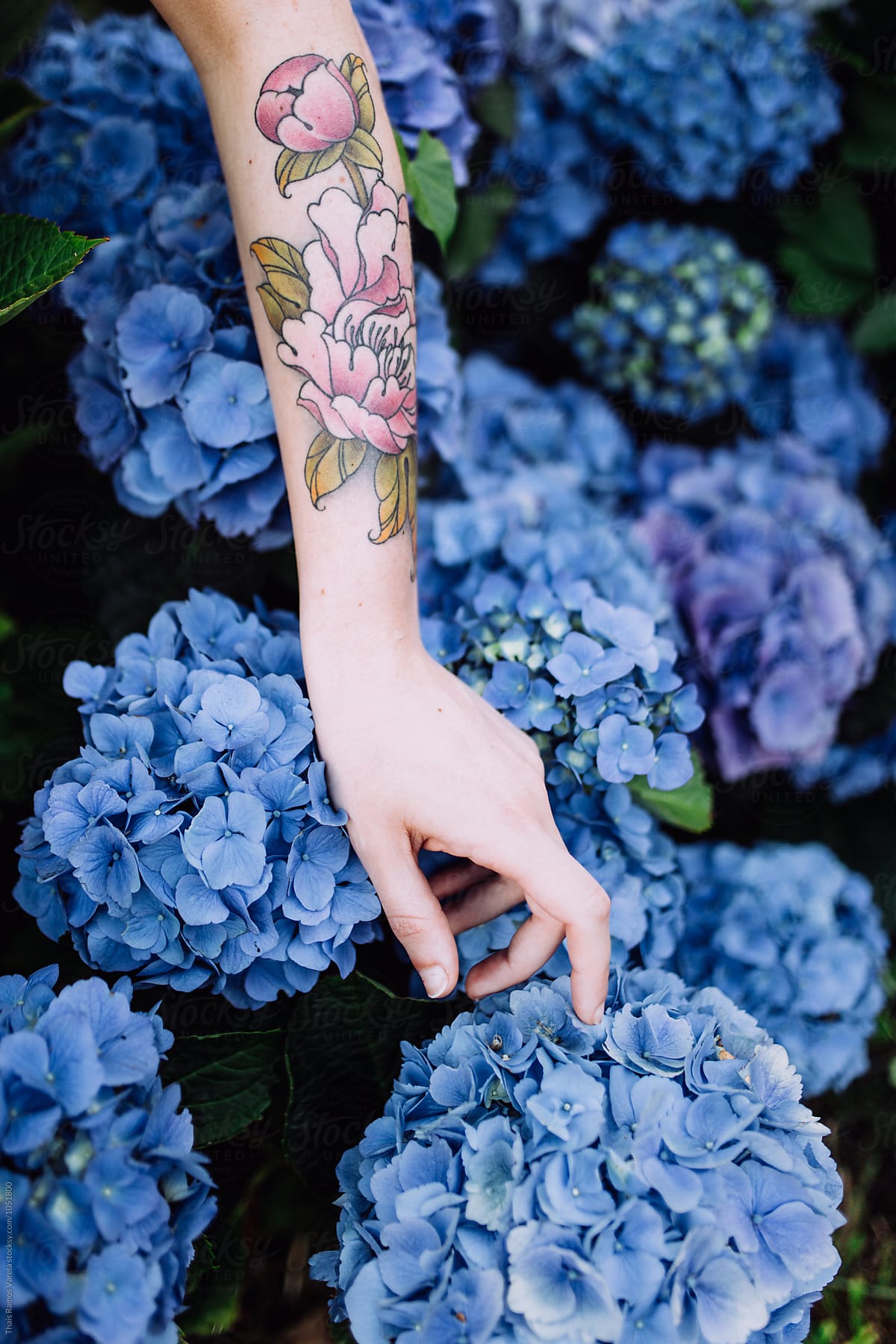 arm touching blue  hydrangeas