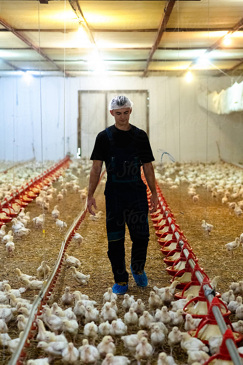 Farm worker inspecting poultry at industrial farm