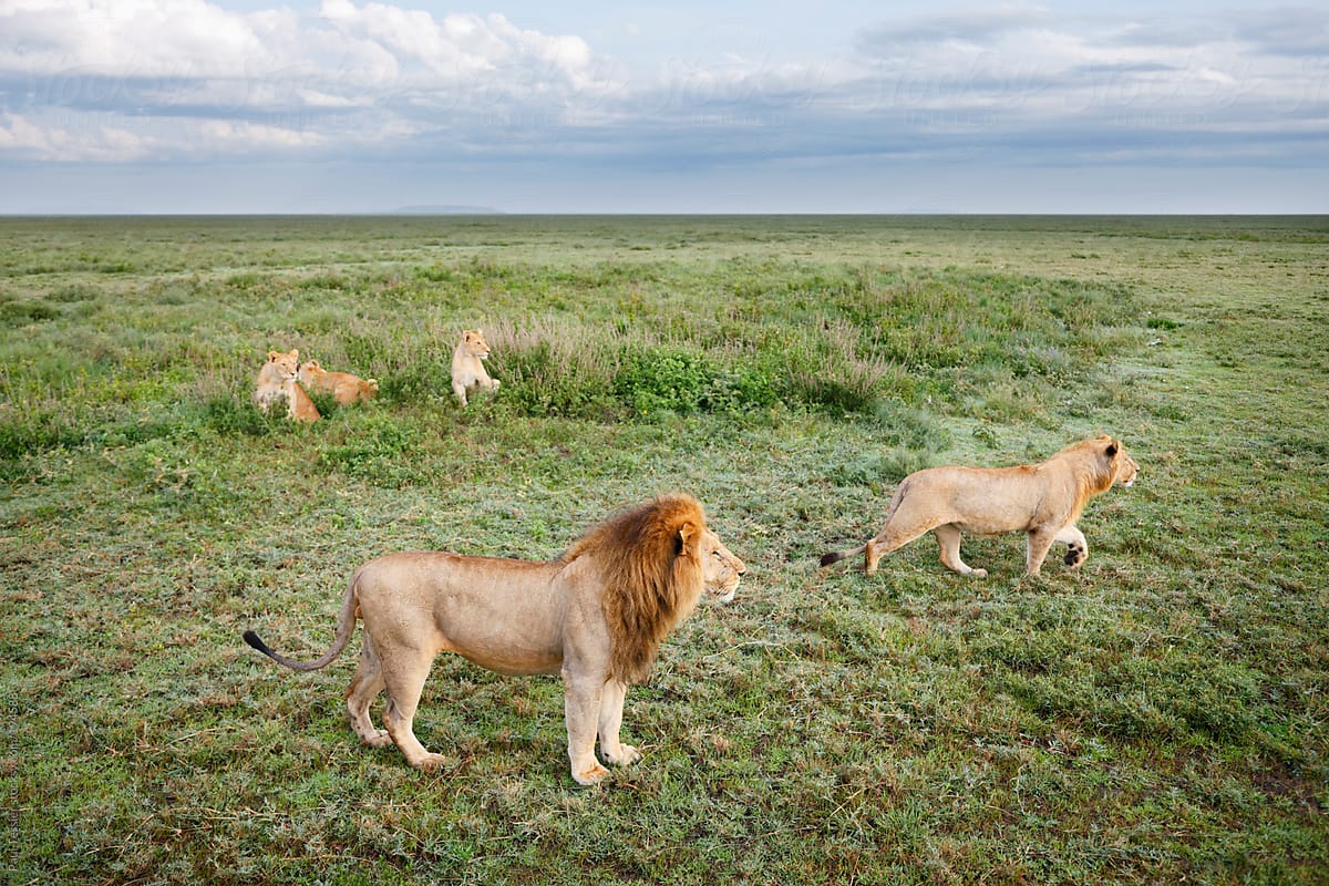 Pride of Lions on the Serengeti Pains