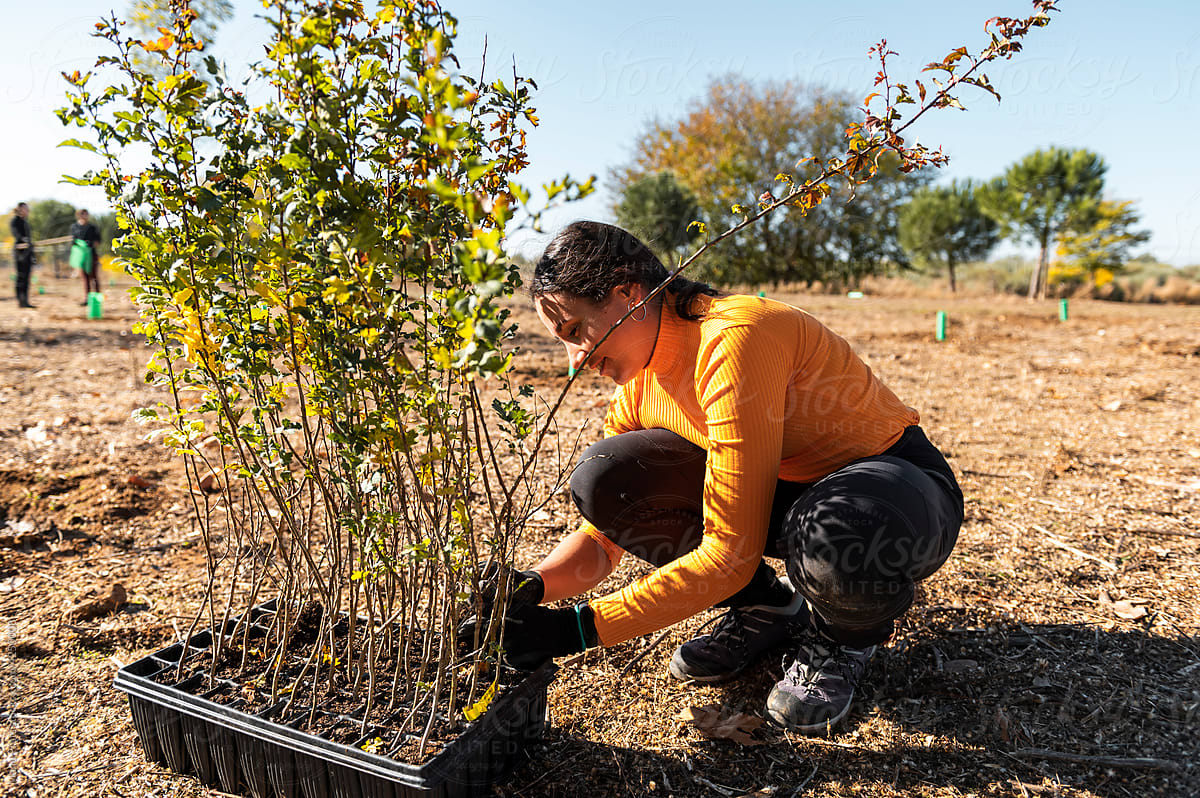 Cooperative woman, volunteer gardening on winter day