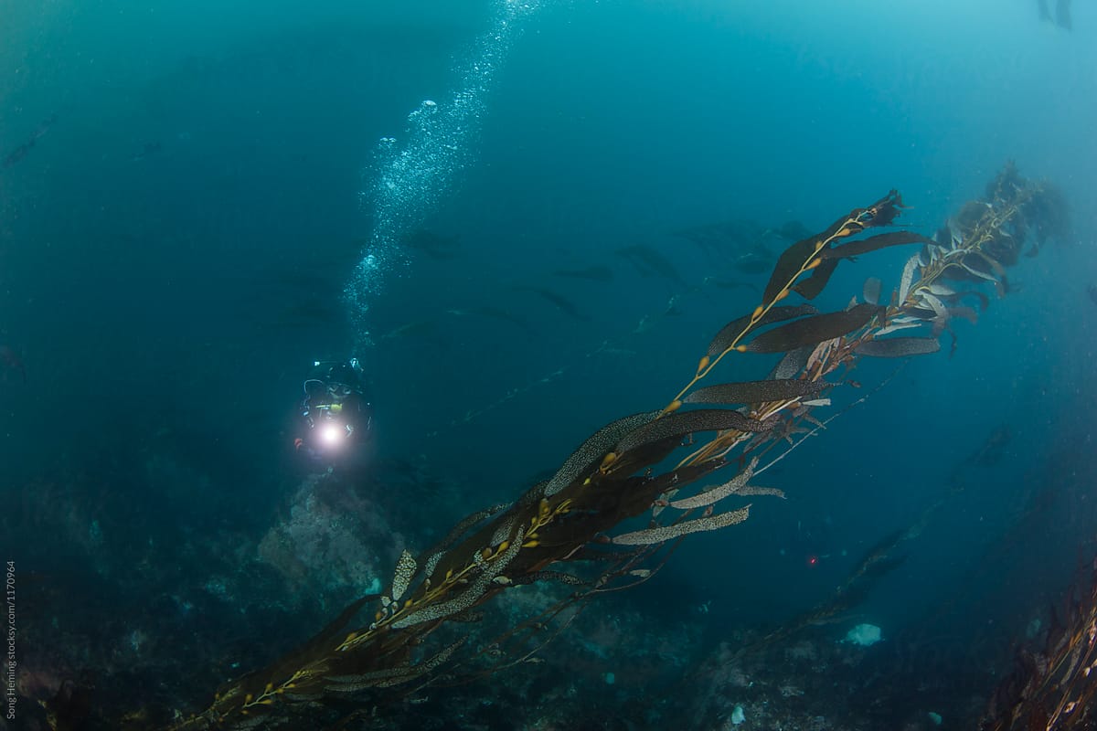 Diving in kelp forest