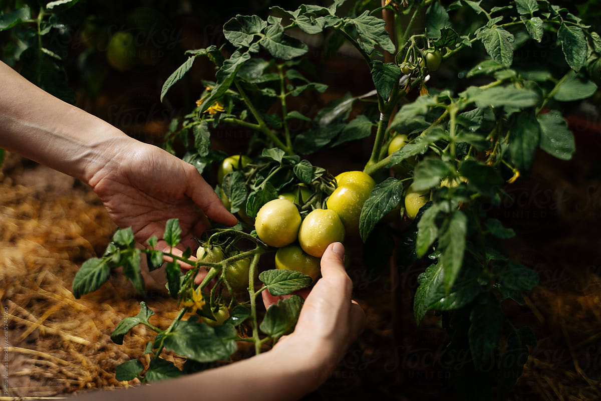 Green tomatoes growing on a farm