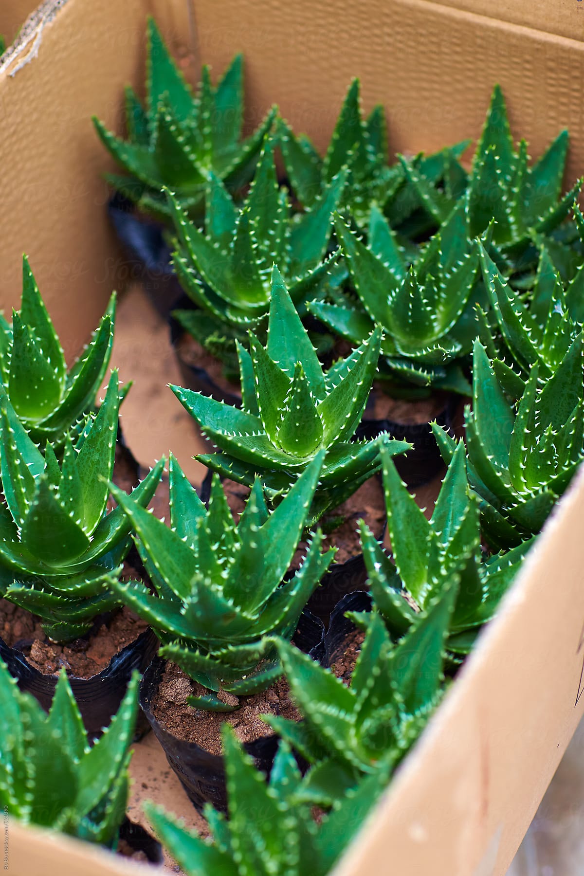 Succulent plants in box