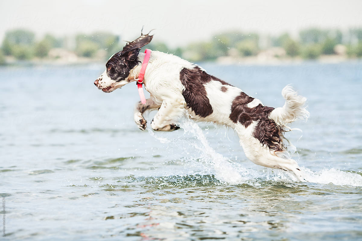 Dog Jumping Out of Water