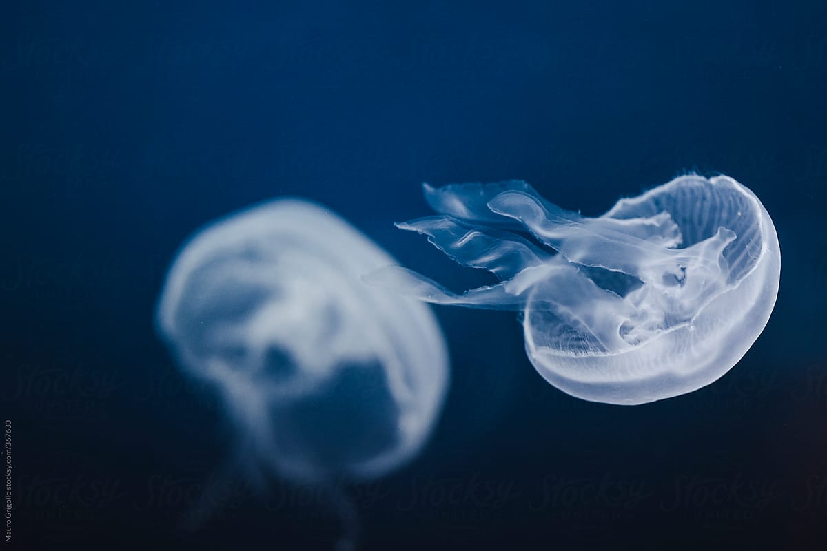 Jellyfish floats in blue water