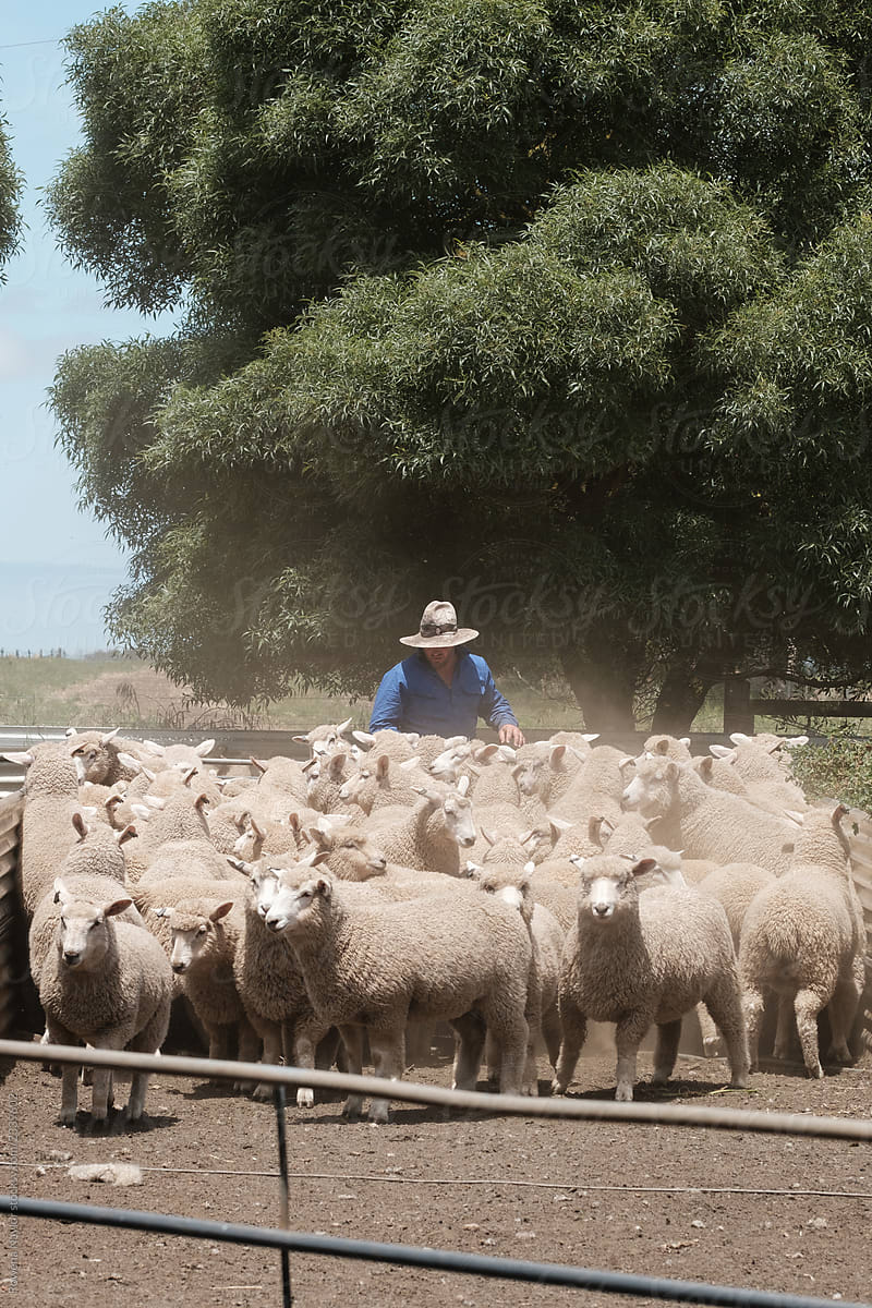 Australian Stock-man drafting sheep ready for shearing