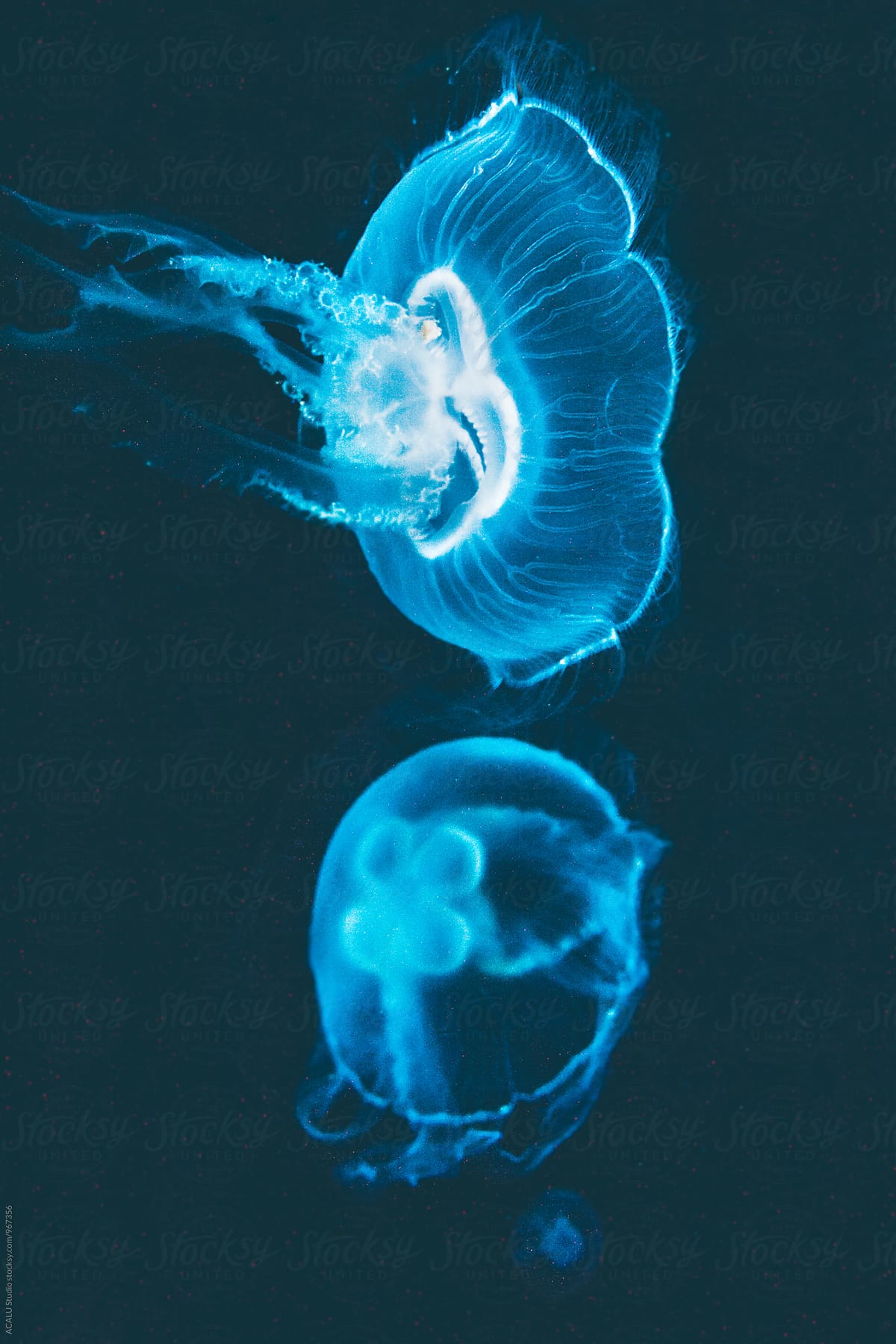 Fluorescent blue jellyfish floating in the water