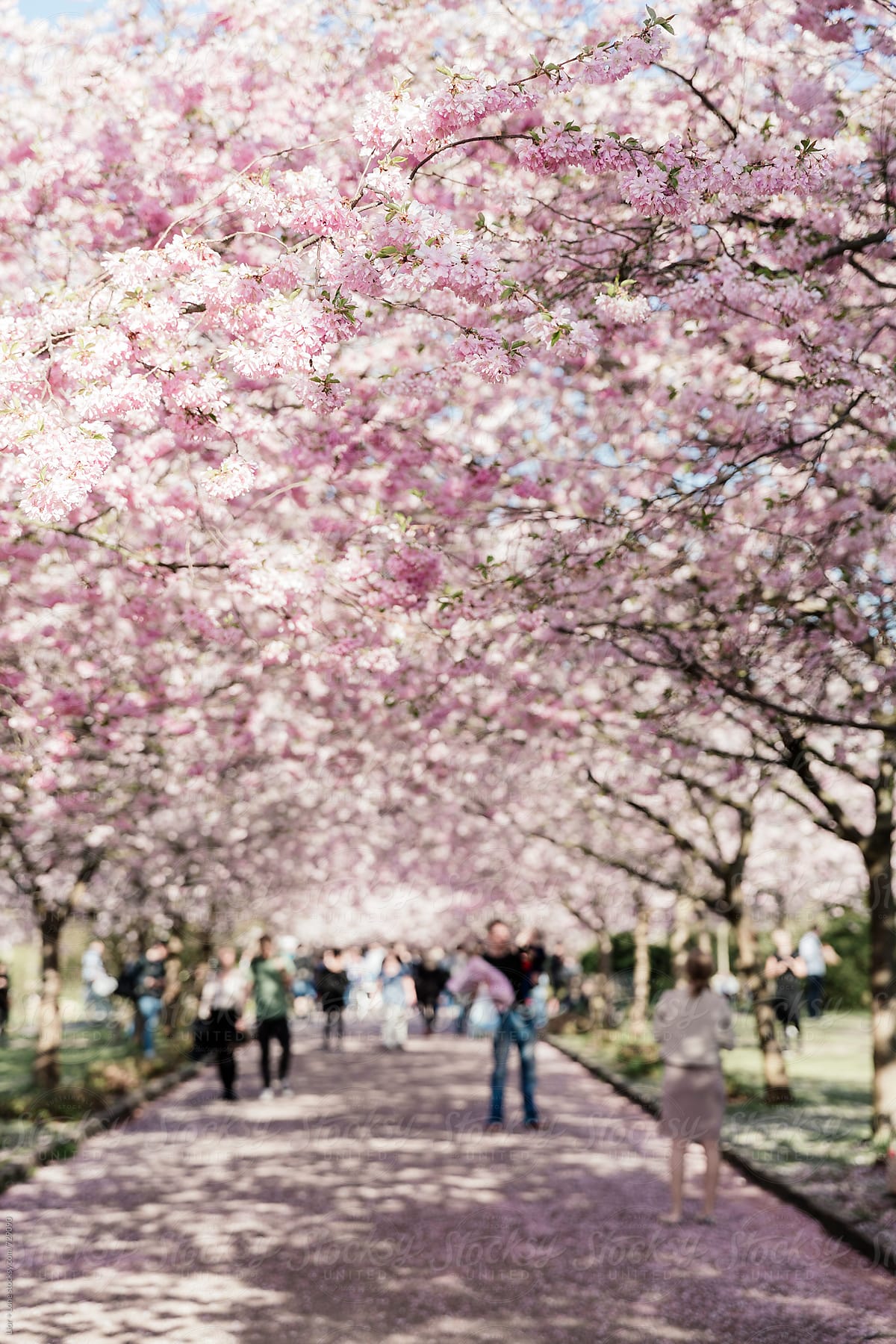 Blurry people walking on a path under cherry trees
