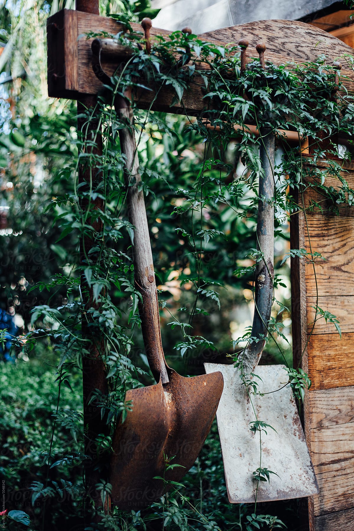 Old rusty Shovels hanging in garden