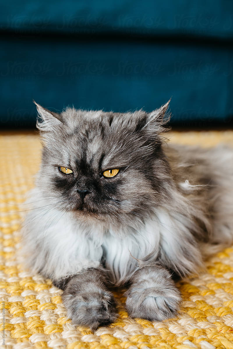 fluffy grey persian cat