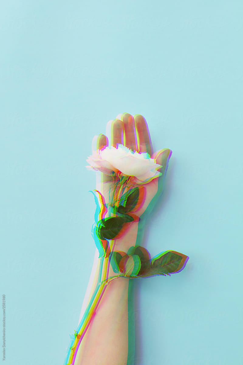 Rose flower with glitch effect in female hand on blue background