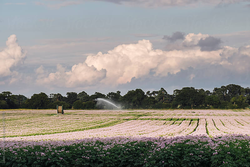 Irrigation system watering potato plants at sunset. Norfolk, UK.