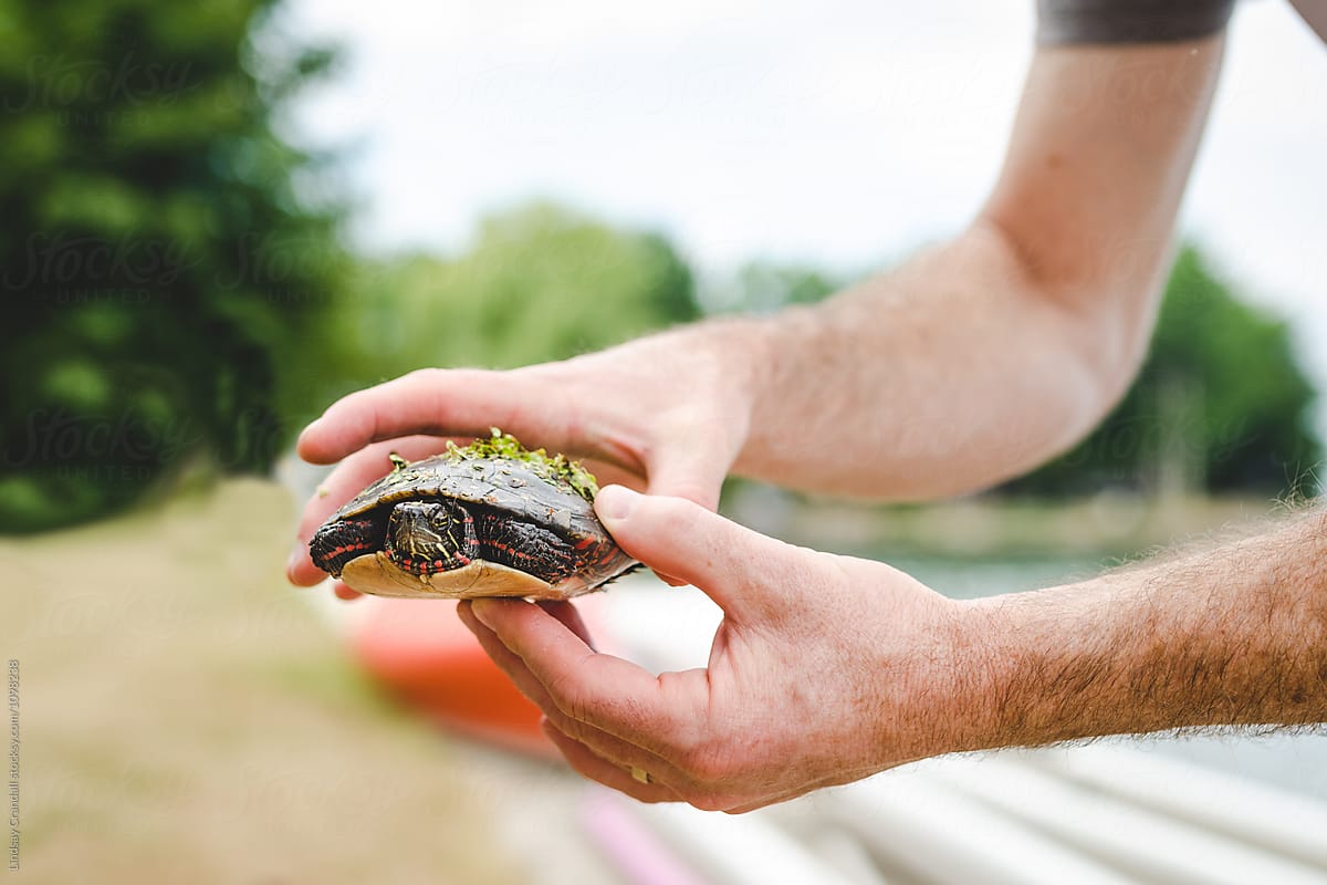 Hands holding painted turtle