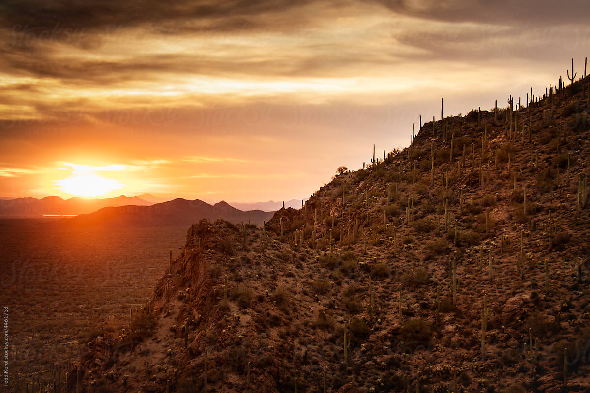 The saguaro cactus in the desert in Arizona.