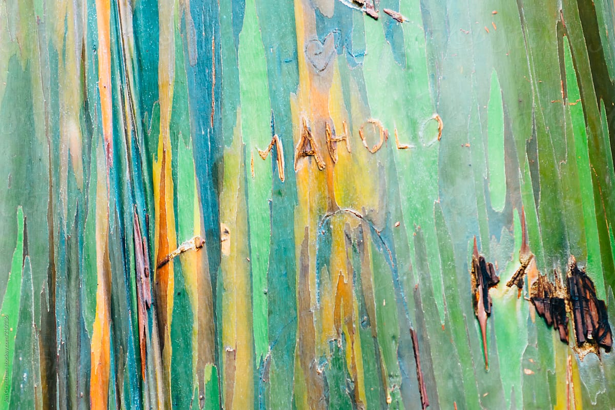 Vandalized Rainbow Eucalyptus