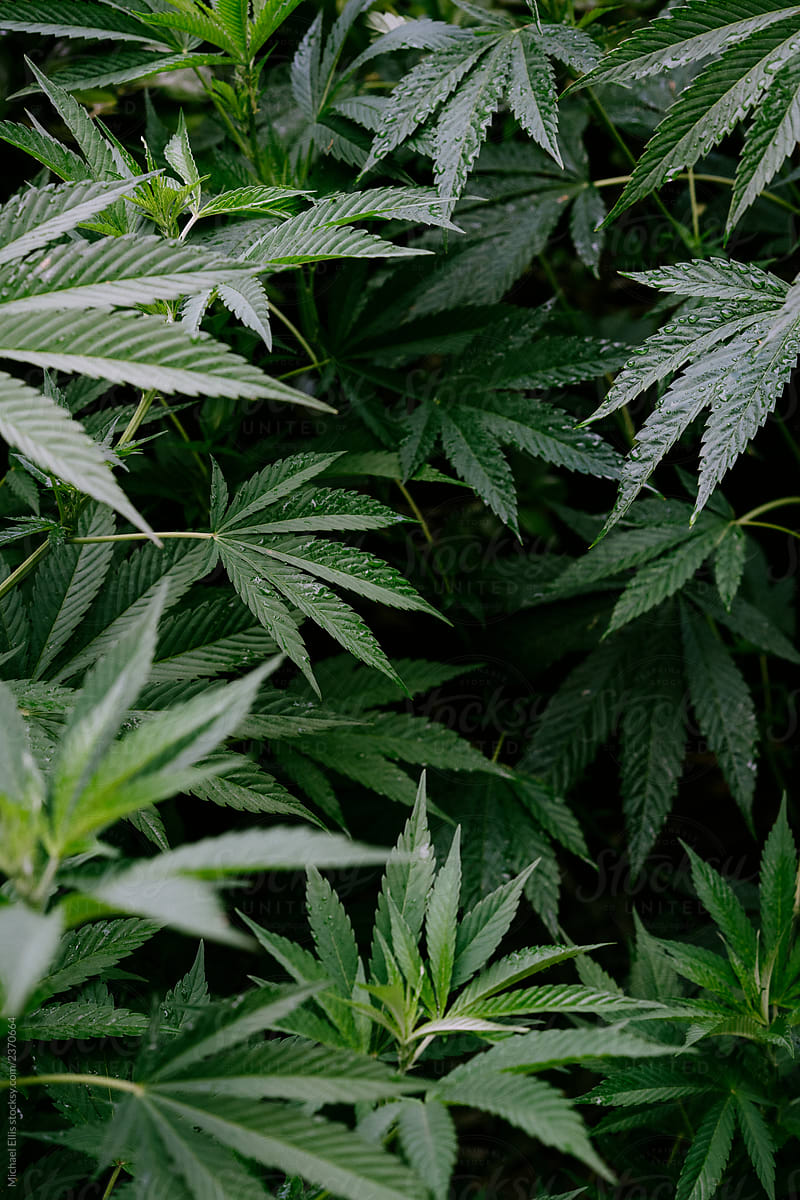 Morning rain on cannabis plants