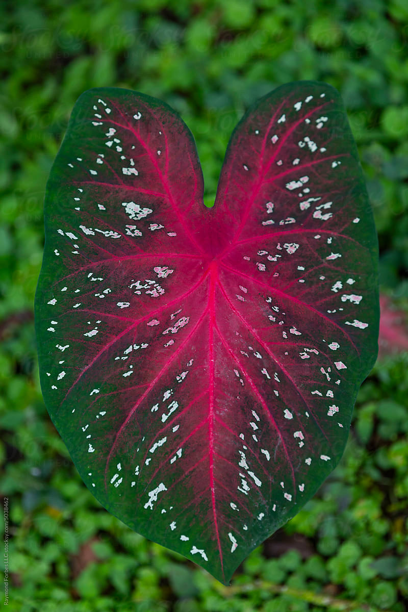 Colorful red flash Caladium Tropical Angel wings Costa Rica nature