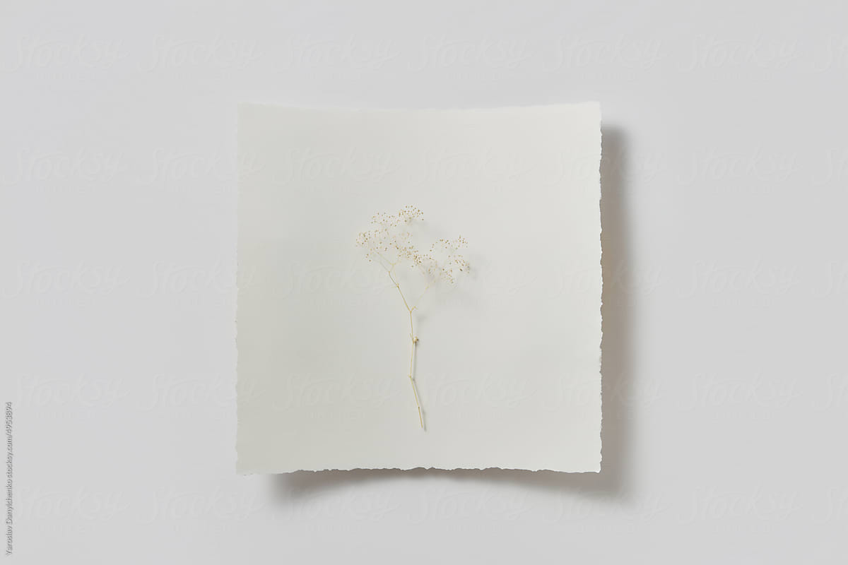 Miniature plant on paper on white background.