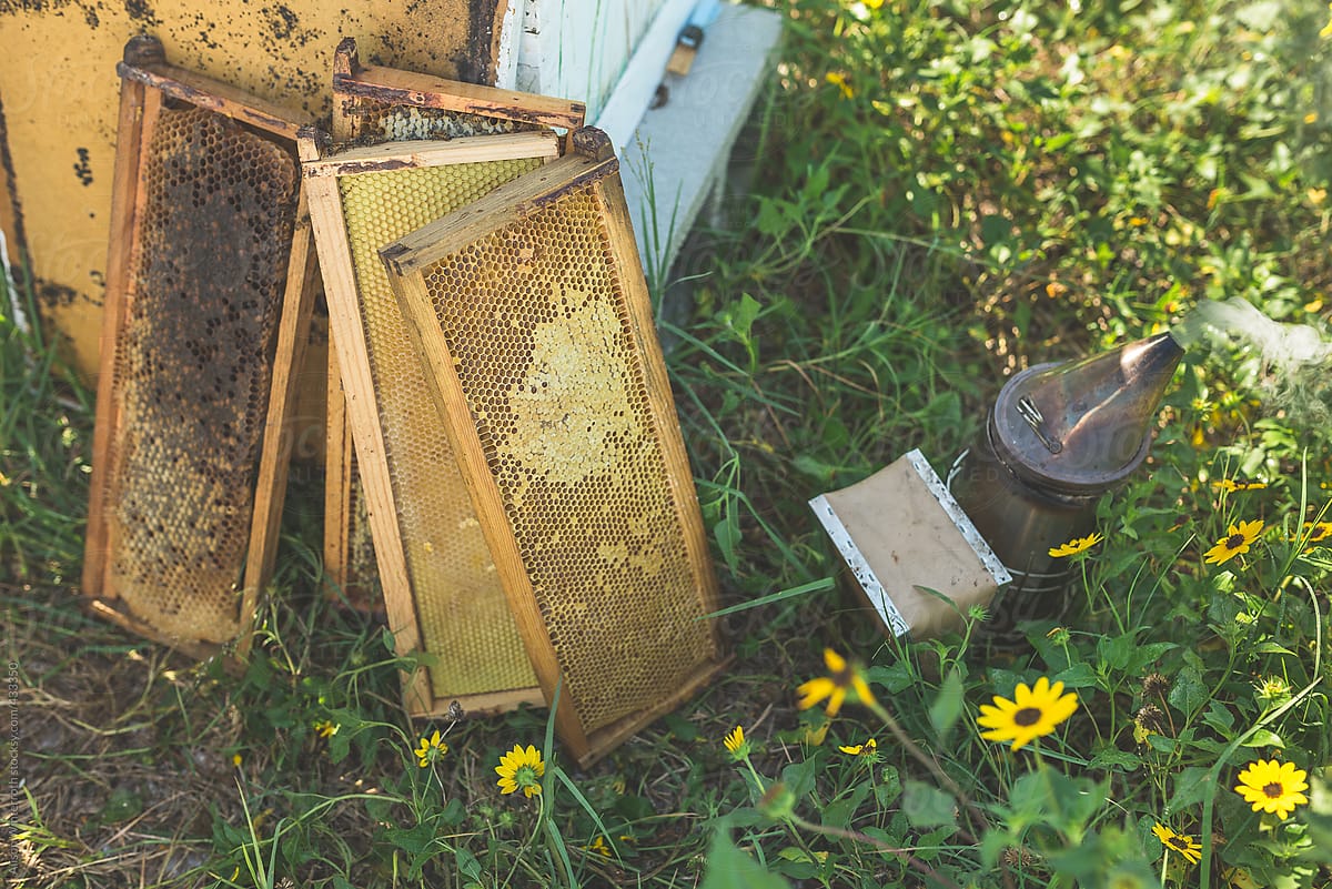 Trays From A Beehive Resting On The Ground