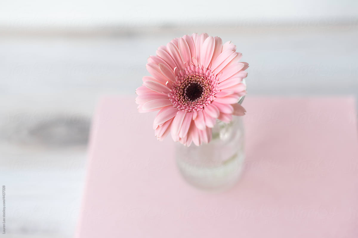 Pink flower on pink paper