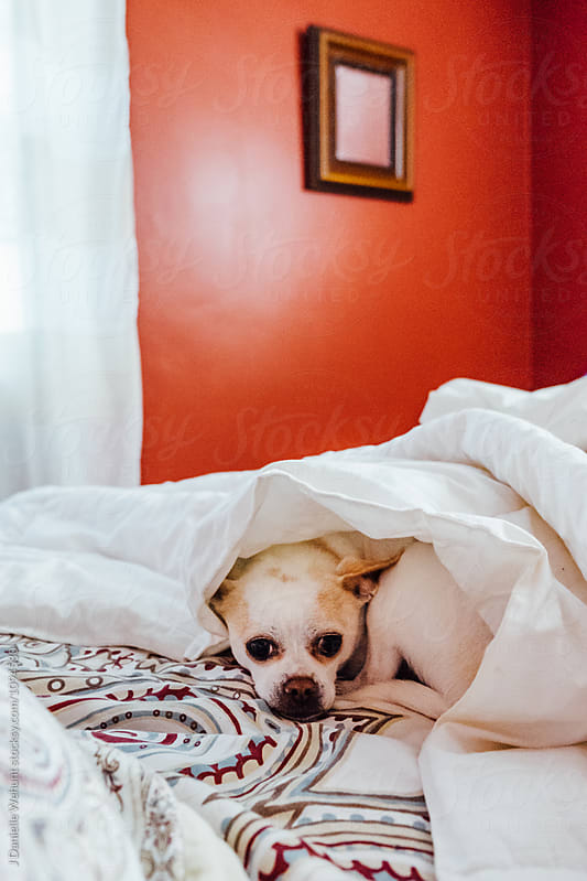 A white chihuahua boston terrier mix puppy hiding under blankets in bed