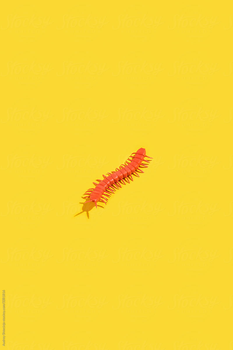 Centipede on yellow