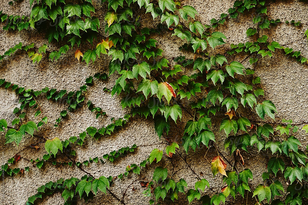 green ivy on grey wall
