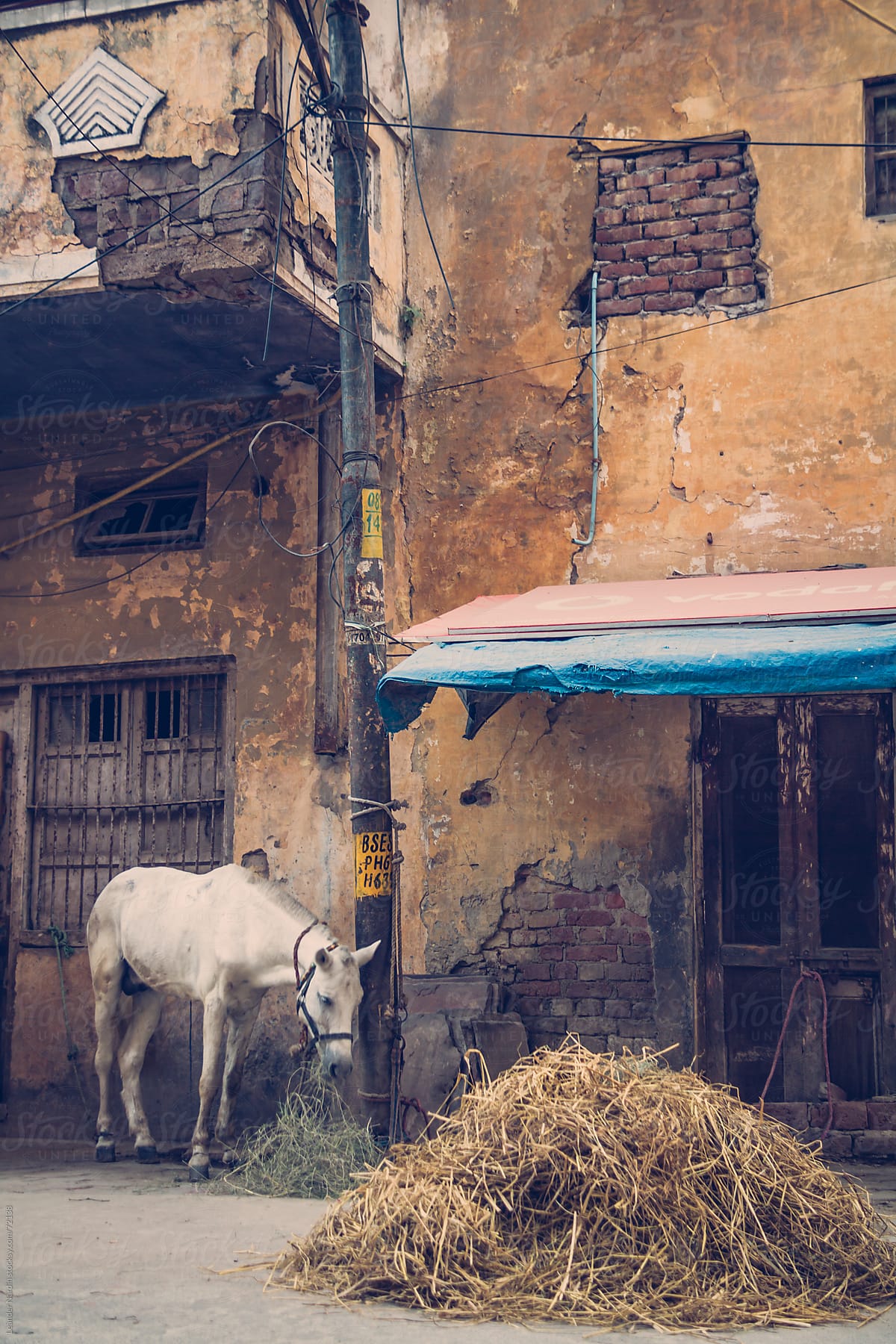 white horse eating hay in front of a weathered building