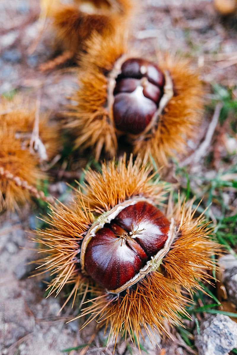 Food: Chestnuts on the forest ground
