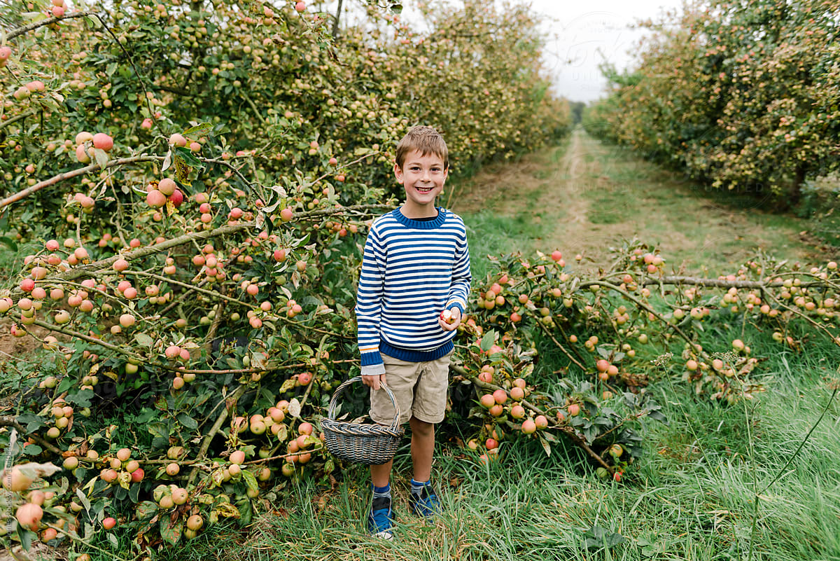 boy standing  by apple tree