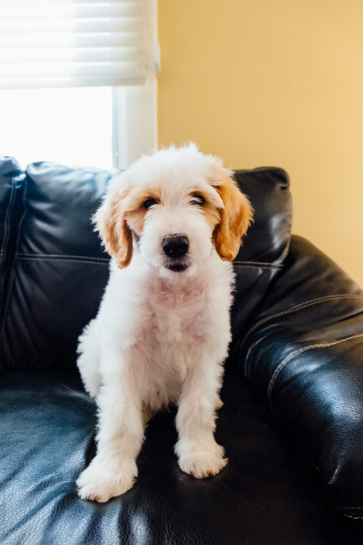 White and Brown Golden Doodle Puppy sitting on couch