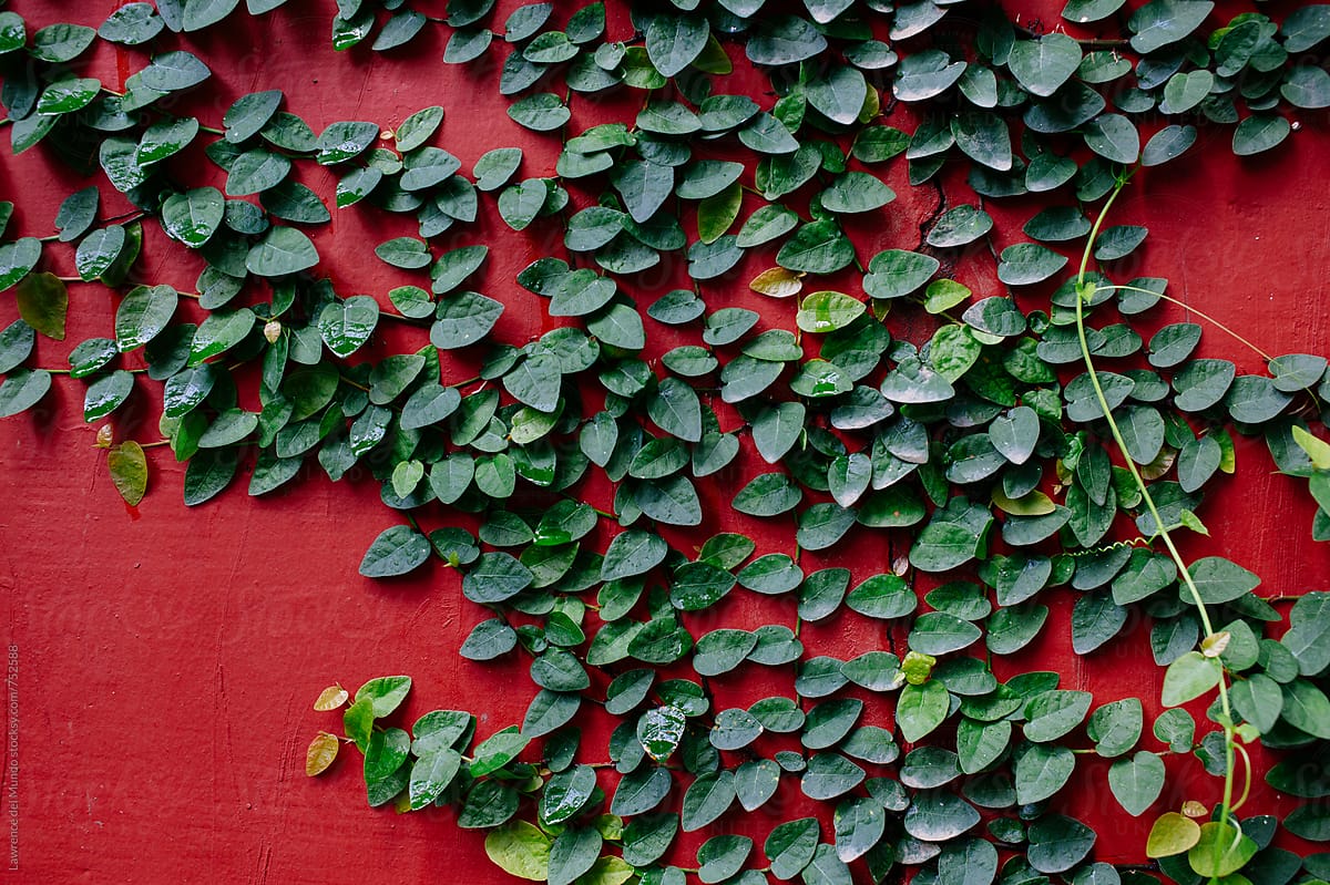 Green vines on maroon wall