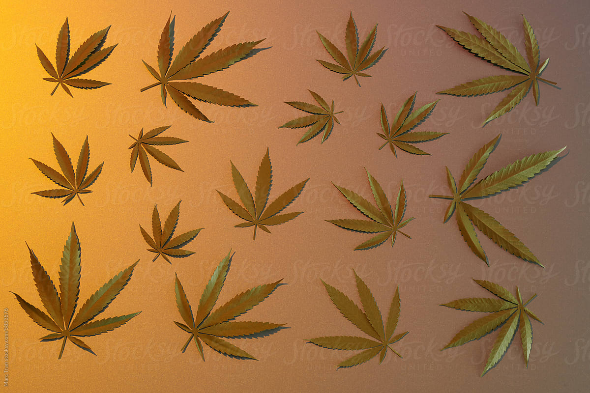 Leaves of cannabis plant isolated on color background