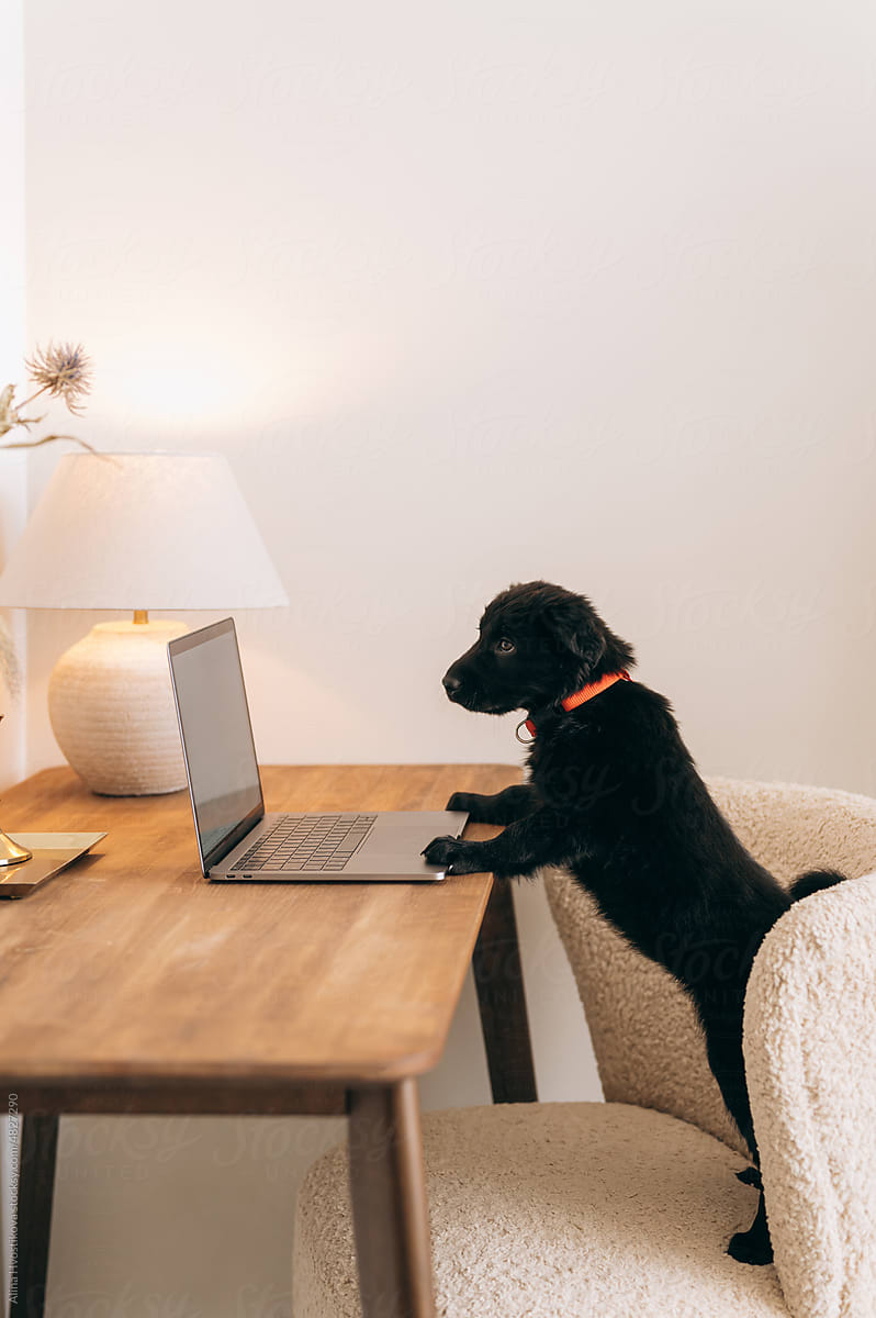 Curious puppy standing on chair at table with netbook
