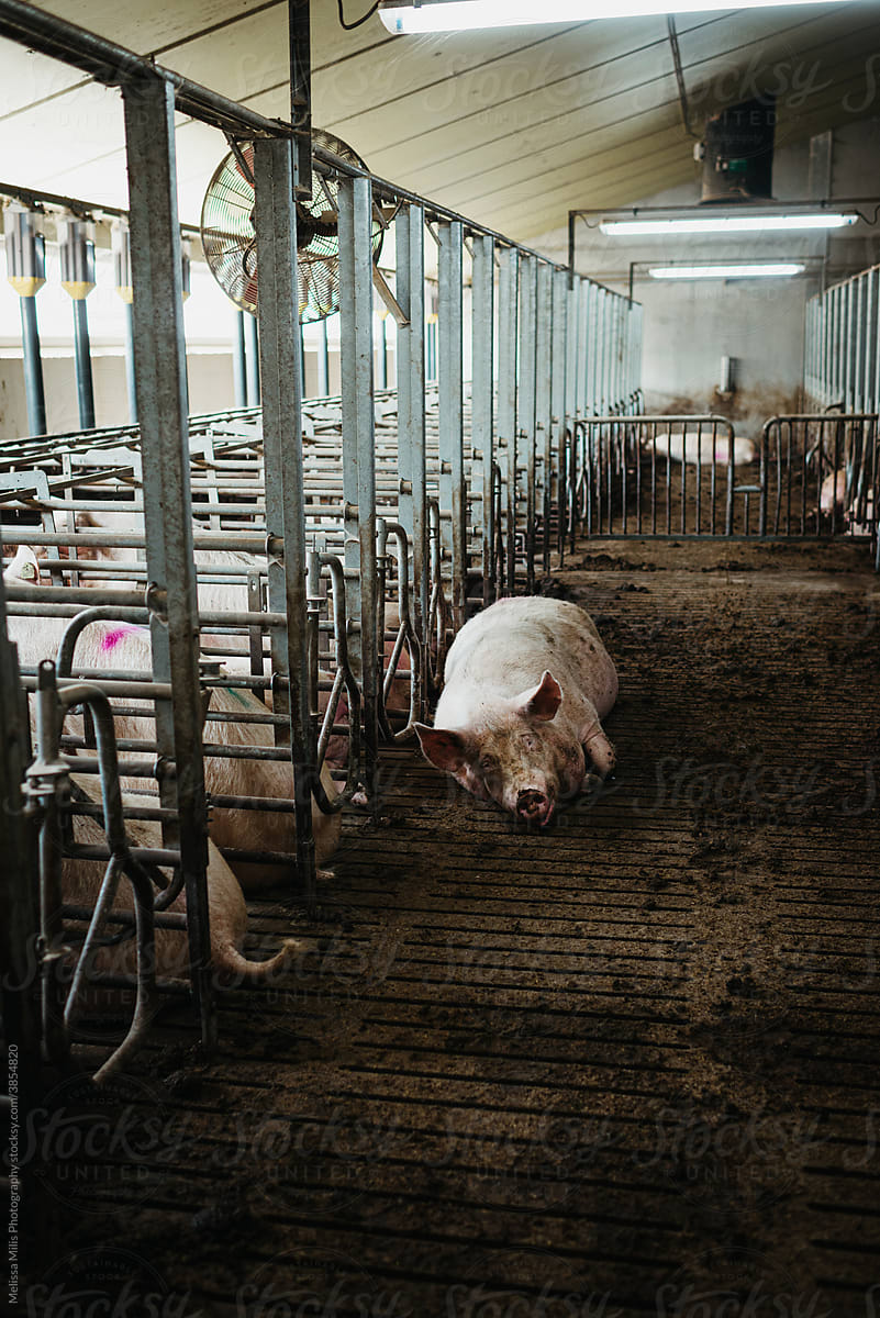 Indoor pig farm