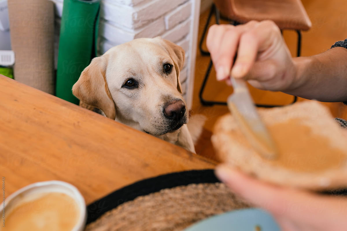 Labrador dog wants to eat breakfast