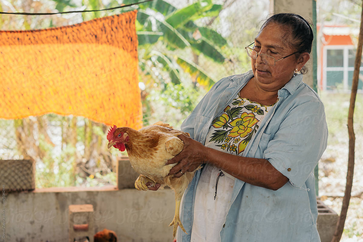Woman holding a hen on a farm.