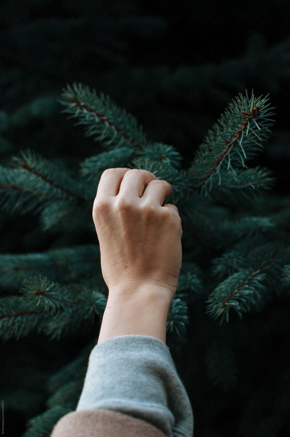 Touching a pine tree