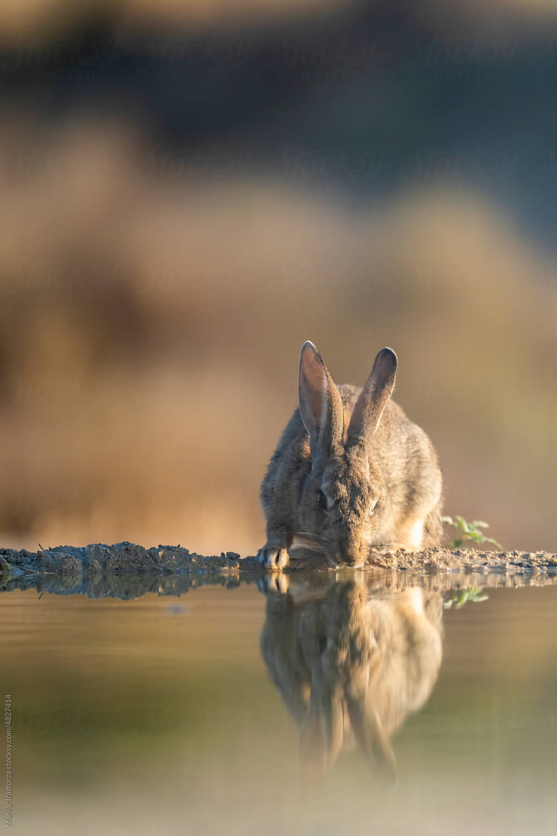 Thirsty Rabbit Reflected In A Pool Of Water