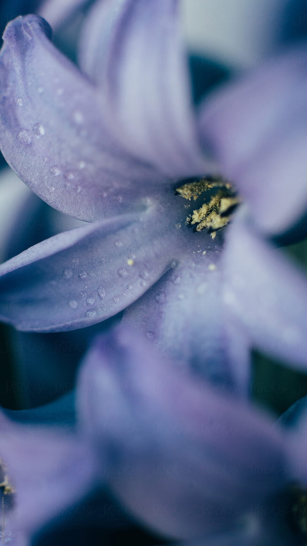 Blue Flowers By Stocksy Contributor Javier Pardina Stocksy