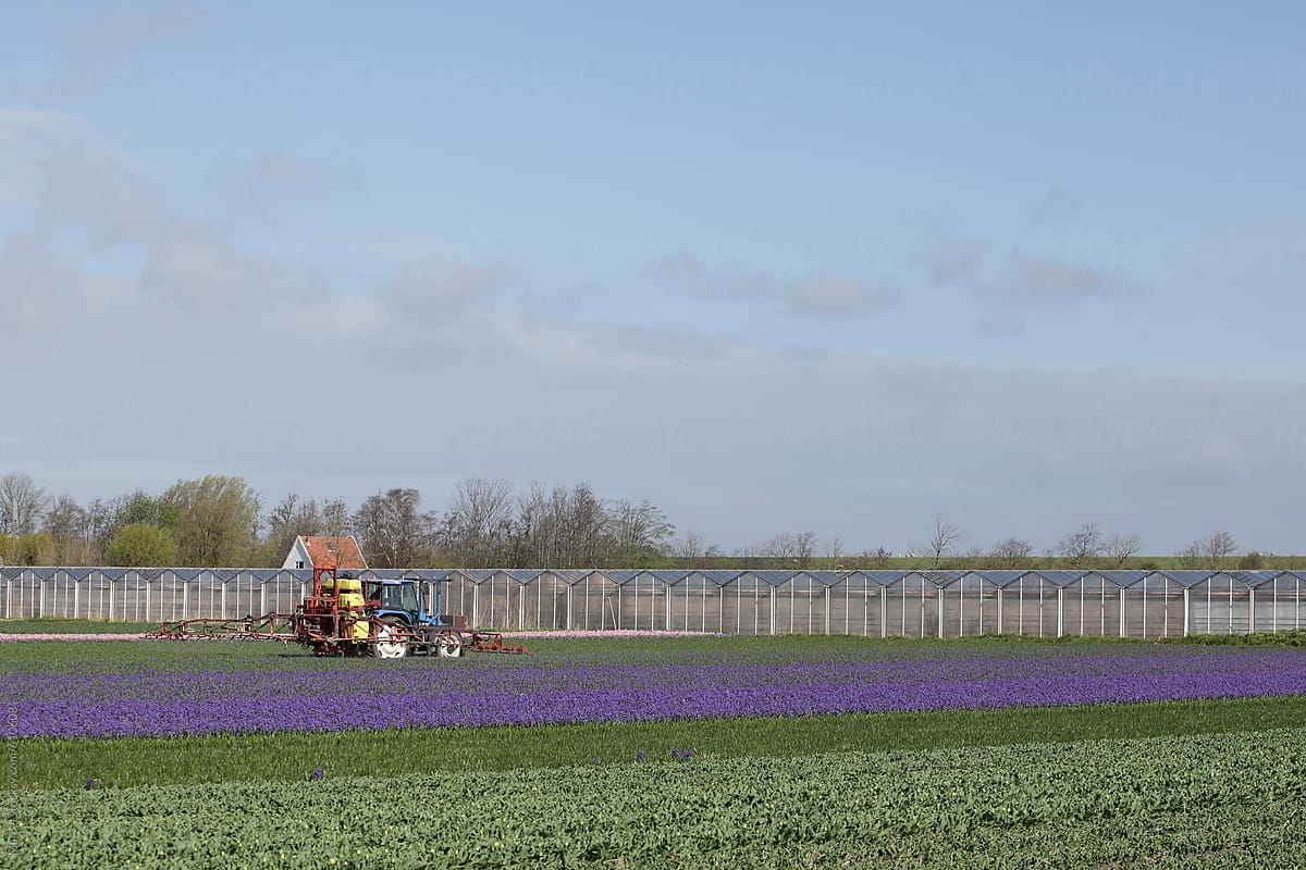 tractor spraying a field of flowers on a farm