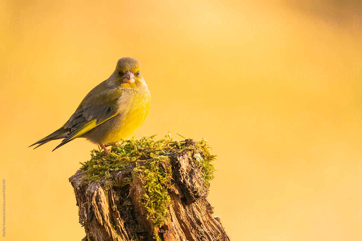 European Greenfinch Looking At The Camera