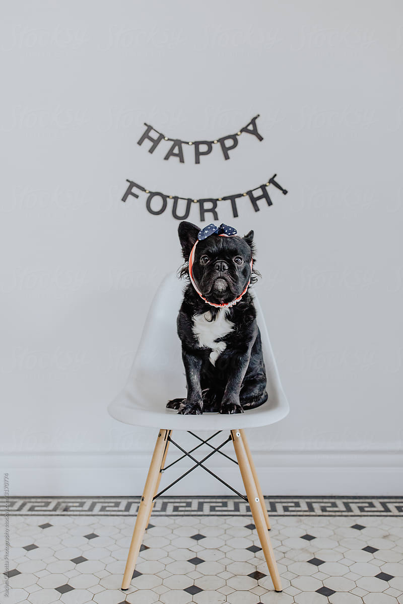 A fluffy french bulldog puppy dog poses for fourth of july